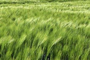 hermosa y detallada vista de primer plano sobre las texturas de cultivos y campos de trigo en el norte de europa. foto