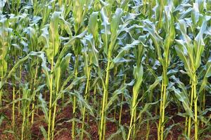 Beautiful and detailed close up view on crop and wheat field textures in northern europe. photo