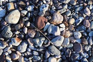 Beautiful stone pebbles at the beach of the baltic sea in the north of germany. photo