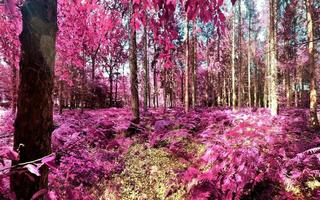 Beautiful pink and purple infrared panorama of a countryside landscape with a blue sky photo