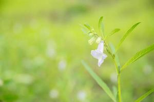 Close-up of organic white flower sesame with green leaf in field at summer. Herb vegetable plants growth in garden for healthy food use. banner with background
