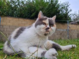 hermoso y lindo gatito está posando en el jardín de la casa foto