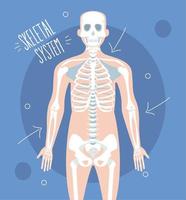 skeletal system design vector