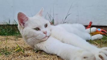 Beautiful Persian Breed Cat in the Home Garden, close up shot photo