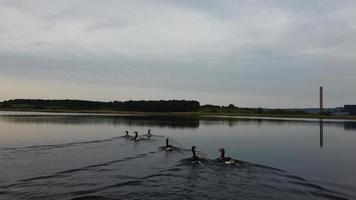 Aerial and High Angle Image Cute Water Birds are Swimming in the Stewartby Lake of England UK on Beautiful Early Morning at Sunrise photo