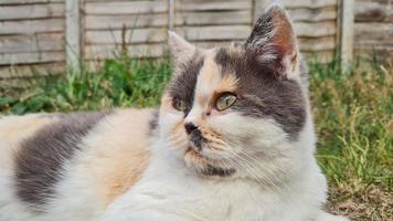 Beautiful Persian Breed Cat in the Home Garden, close up shot photo