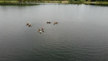 Aerial and High Angle Image Cute Water Birds are Swimming in the Stewartby Lake of England UK on Beautiful Early Morning at Sunrise photo