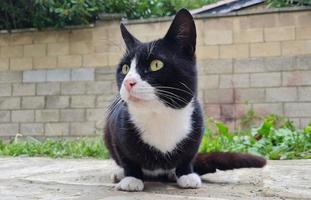 Beautiful and Cute Kitten is posing in the home garden photo