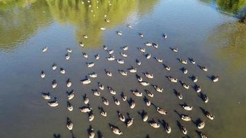 High Angle Drone's Aerial Footage of Lake Water Birds British Geese and Seagulls are Rushing to eat Food at Wardown Park of Luton Town of England UK photo