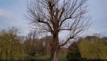 hermoso árbol desnudo en el parque foto