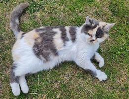 hermoso gato de raza persa en el jardín de la casa, primer plano