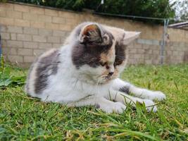 Beautiful and Cute Kitten is posing in the home garden photo