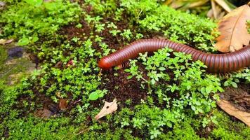 millipedes on the way video