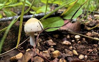 Natural wild mushrooms in Southeast Asia that occur on the ground in the forest after rain which can be picked by humans to make food. photo