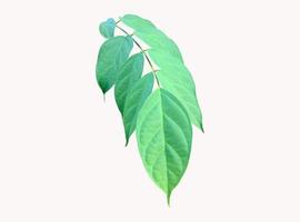 Isolated broken bones leaf , damocles leaf or indian trumpet leaf with clipping paths. photo