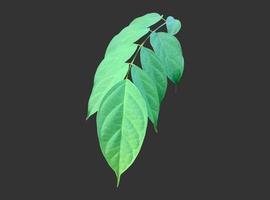 Isolated broken bones leaf , damocles leaf or indian trumpet leaf with clipping paths. photo