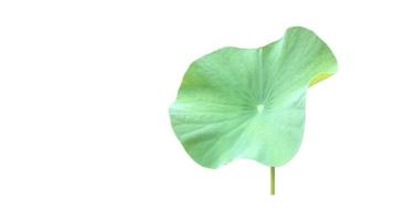 Isolated waterlily or lotus leaf with clipping paths. photo