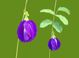 Isolated butterfly pea flower with clipping paths. photo