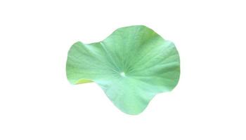 Isolated waterlily or lotus leaf with clipping paths. photo