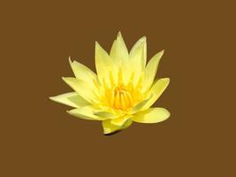 Isolated pink waterlily or lotus flower with clipping paths. photo