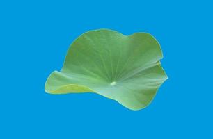 Isolated waterlily or lotus leaf with clipping paths. photo