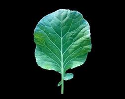 Isolated fresh cauliflower leaf with clipping paths. photo