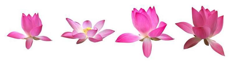 Isolated pink waterlily or lotus flower with clipping paths. photo