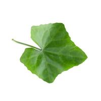 Green leaf isolated on a white background photo