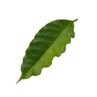 Arabica coffee leaf isolated on a white background photo