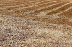 hermosa y detallada vista de primer plano sobre las texturas de cultivos y campos de trigo en el norte de europa. foto