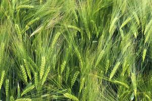 Beautiful and detailed close up view on crop and wheat field textures in northern europe. photo