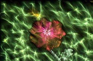 3D-Illustration of spring flowers with a high energy kirlian field glowing in different colors photo