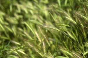 Weath cereal field in the summer photo