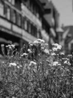 the lake constance in germany photo