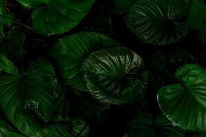 Closeup green leaves of tropical plant in garden. Dense dark green leaf with beauty pattern texture background. Wet green leaves after rain. Green wallpaper. Top view ornamental plant in the garden. photo