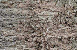 Old tree bark texture background. Gray wood skin abstract background. Pattern of natural tree bark texture. Rough surface of trunk. Corrosion tree bark. Nature background. Carbon neutral concept. photo