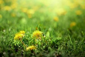 Meadow with yellow dandelions. Yellow dandelions against yellow-green field in blur. photo