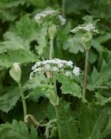 Hogweed común ,heracleum sphondylium, umbela floreciente. una planta peligrosa. foto