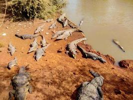 Crocodiles by the river in Senegal photo