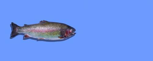 Raw rainbow trout closeup isolated on blue background. Photo with copy space.