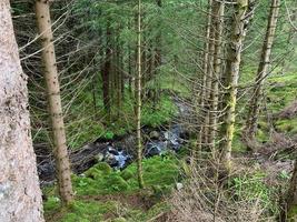 A pristine green forest in Norway by summer photo