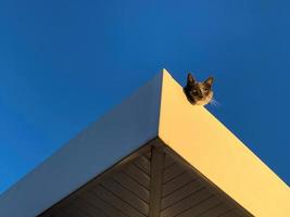 Grey cat on the roof 15 photo