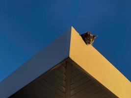 Grey cat on the roof 16 photo