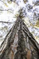 perspectiva del tronco del árbol foto