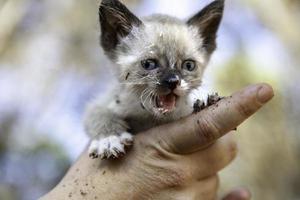 Abandoned cat puppy photo