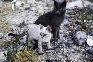 Abandoned cat puppy photo