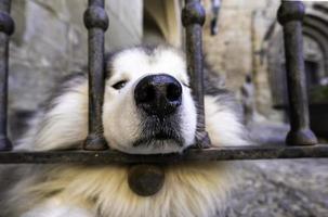 Husky on a fence photo