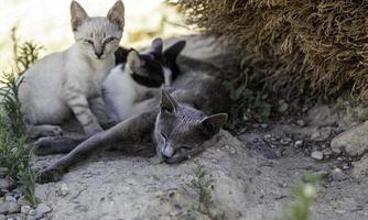 cachorro gato abandonado foto