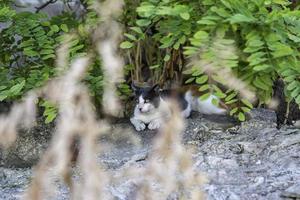 gatos abandonados en la calle foto