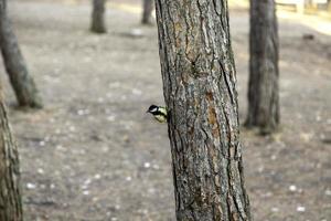 Wild bird on a tree trunk photo